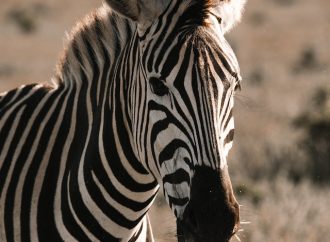 Beyond Black and White The Hidden World of Zebras