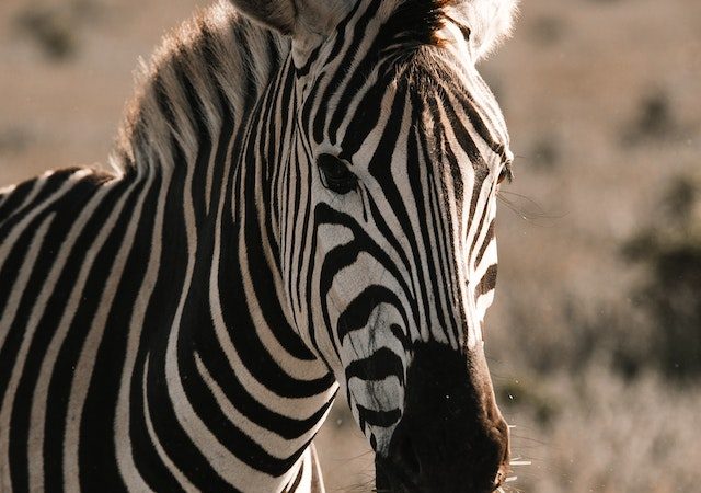 Beyond Black and White The Hidden World of Zebras