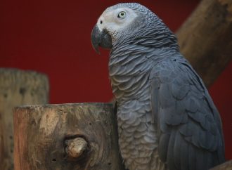 Avian Verbal Skills Advice on Teaching Your Pet Bird to Talk