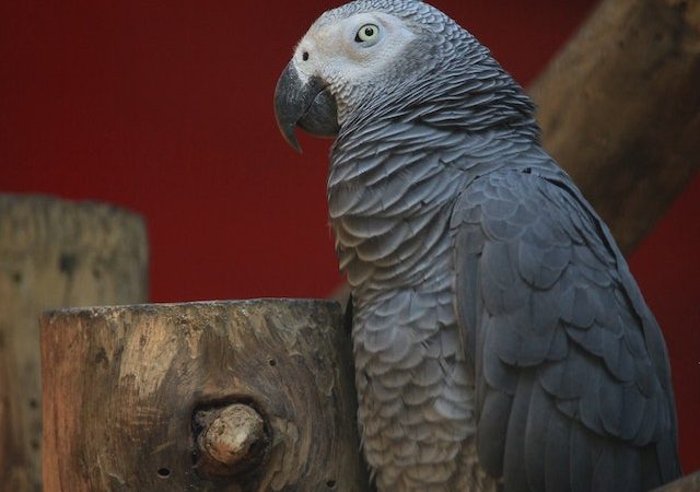 Avian Verbal Skills Advice on Teaching Your Pet Bird to Talk