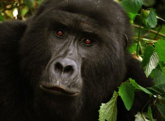 Into the Heart of Africa Close Encounters with Mountain Gorillas