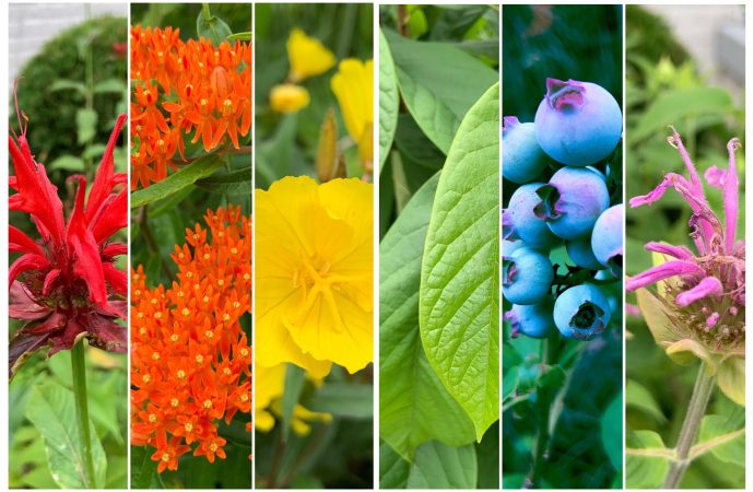 Organic Garden Growth in Four Key Moves by Monty Don