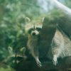 Lessons from Raccoons Adaptability and Survival