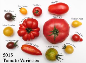 Versatile Tomatoes: Unveiling Their Nutritional Riches