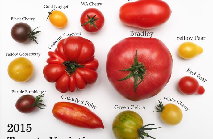 Versatile Tomatoes: Unveiling Their Nutritional Riches