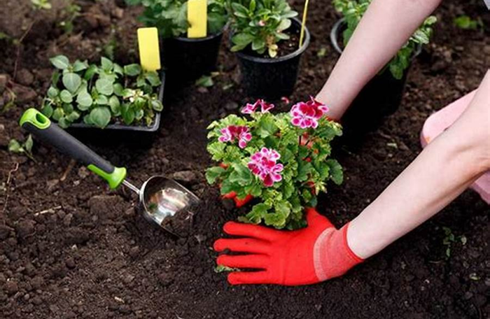 Unlock Vitality Through Gardening 5 Proven Ways