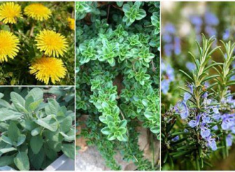 Gardening for Wellness Immune Boosting Herbs