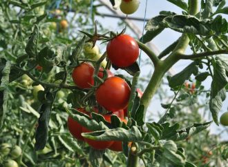 Unveiling Tomato Mysteries The Fascinating Science of Splitting