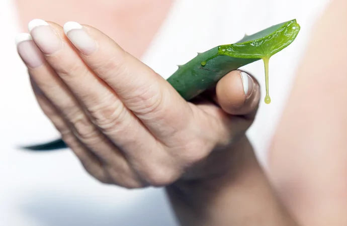 Wound Wonders: Rosemary Gladstar Unveils the Power of Aloe and Protein for Rapid Healing at Home