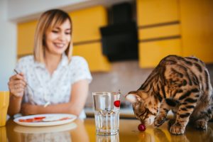 Outdoor Dining Choices Beyond Kibble