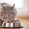 The Startling Revelation of Cats’ Culinary Choices