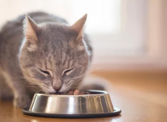 The Startling Revelation of Cats’ Culinary Choices