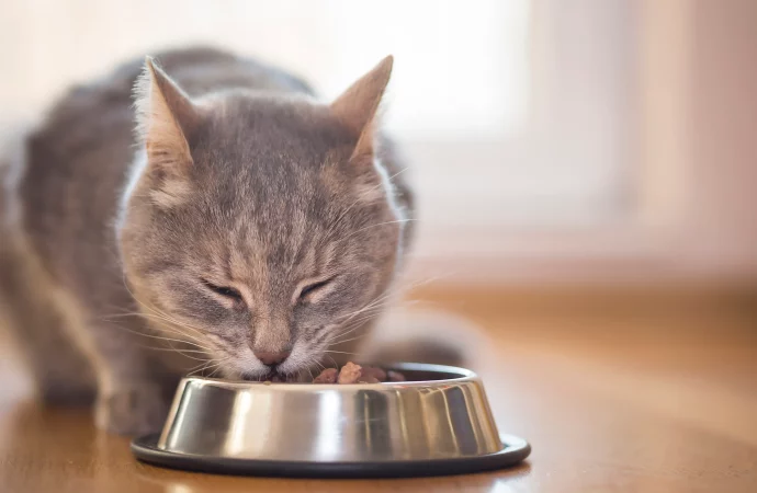 The Startling Revelation of Cats’ Culinary Choices