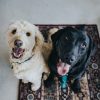 A Guide to Stress-Free Traveling Adventures with Your Pet