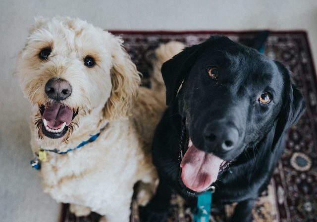 A Guide to Stress-Free Traveling Adventures with Your Pet