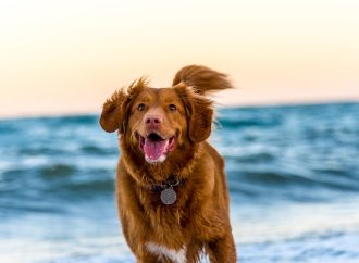 Cannabis Crisis: A Guide to Safely Sobering Up Your Four-Legged