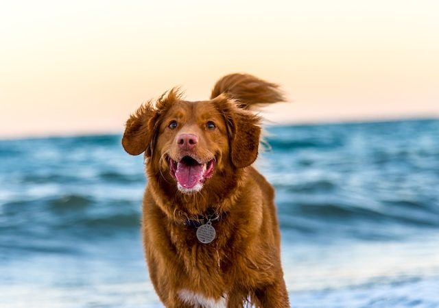 Cannabis Crisis: A Guide to Safely Sobering Up Your Four-Legged