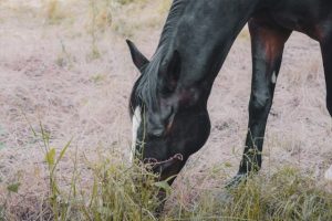  Kentucky's Pets