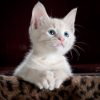 Whiskers on the Hunt: The Startling Revelation of Cats’ Culinary