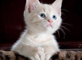 Whiskers on the Hunt: The Startling Revelation of Cats’ Culinary