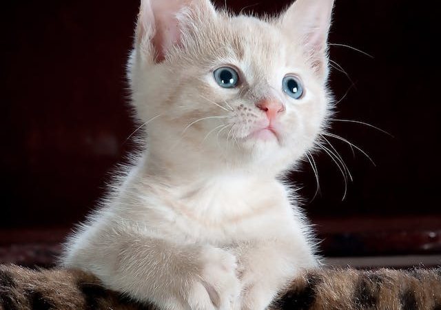 Whiskers on the Hunt: The Startling Revelation of Cats’ Culinary