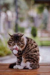 Cats' Culinary