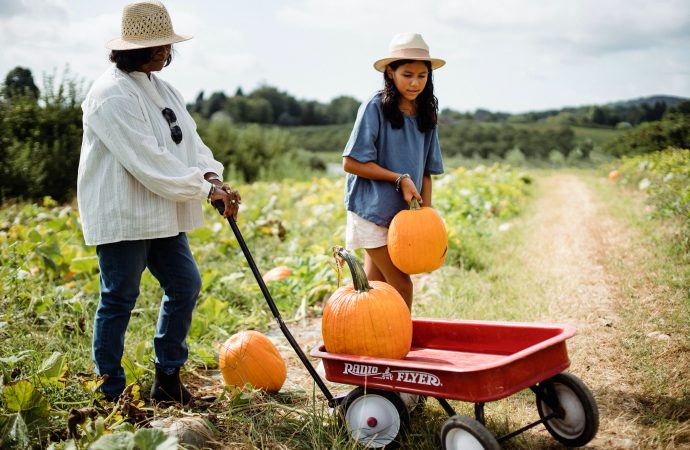 Epicurean Enigma Decoding the Dual Essence of Pumpkins