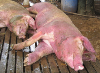 Unveiling the Classical Swine Fever Menace: Assessing Risks to Animal Well-being