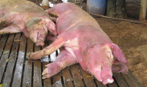 Unveiling the Classical Swine Fever Menace: Assessing Risks to Animal Well-being