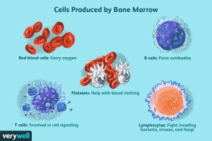 Functions of Bone Marrow