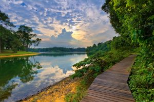 Offbeat Trails in MacRitchie Reservoir