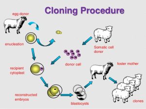 Cloning