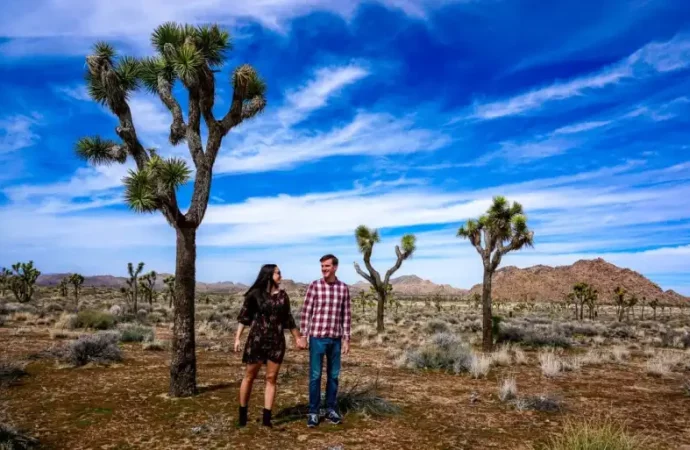 Unveiling the Allure of Joshua Tree A Lifestyle Enthusiast’s Guide