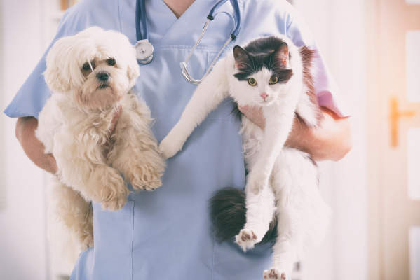 Pet insurance benefits for pet parents