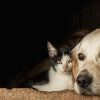 Tales of Triumph: 2025’s Extraordinary Animal Stories Hit Close
