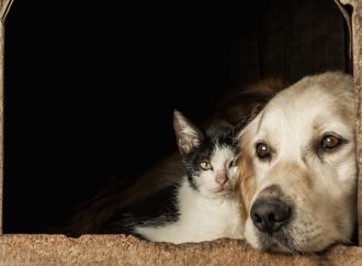 Tales of Triumph: 2025’s Extraordinary Animal Stories Hit Close