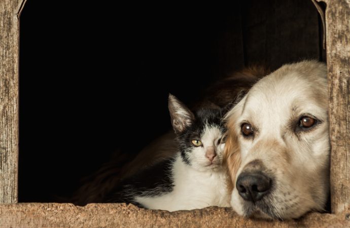 Tales of Triumph: 2025’s Extraordinary Animal Stories Hit Close