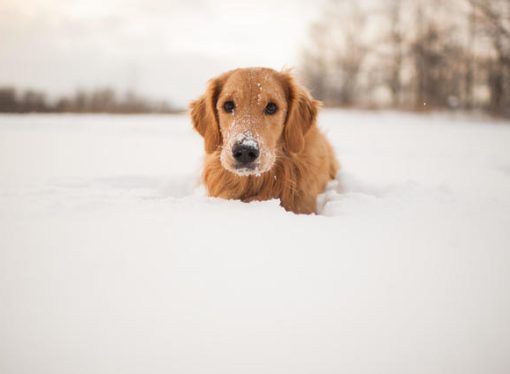 Paws-itive Protection: Why Your Dog Deserves Pet Insurance This January