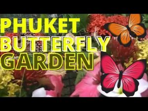  Butterfly Garden: A Kaleidoscope of Nature's Beauty