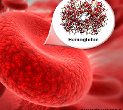 All About Hemoglobin ( Important Facts)