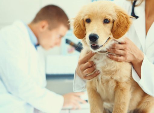 Paw-sitively Unveiling Why Pet Parents Love Pet Insurance