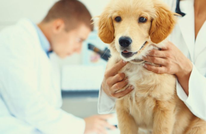 Paw-sitively Unveiling Why Pet Parents Love Pet Insurance