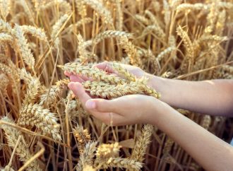 Deciphering Gluten Intolerance: Identifying Wheat Allergy Signs