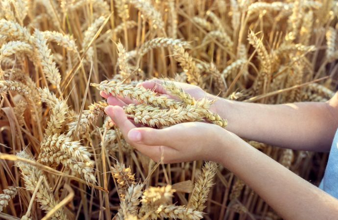 Deciphering Gluten Intolerance: Identifying Wheat Allergy Signs