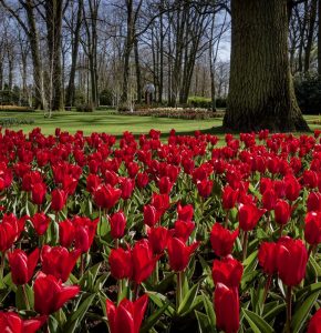 Blooms and Bonds Unveiling Family Joys at Keukenhof Gardens