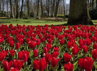 Blooms and Bonds Unveiling Family Joys at Keukenhof Gardens