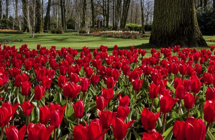 Blooms and Bonds Unveiling Family Joys at Keukenhof Gardens