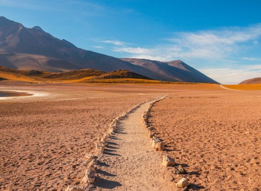 Discovering Essential Handbook for Desert Enthusiasts