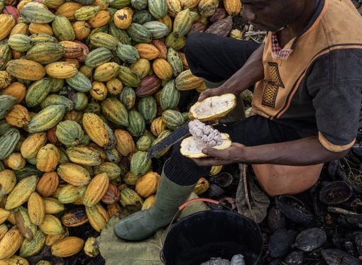 Cocoa Futures Surge: Hedge Funds Drive Unprecedented Price Spike