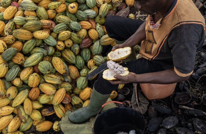 Cocoa Futures Surge: Hedge Funds Drive Unprecedented Price Spike